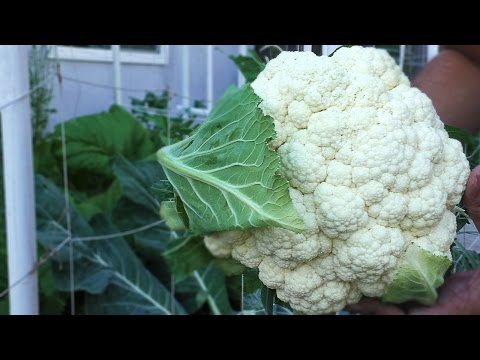 Growing Great Cauliflower Heads in your Garden