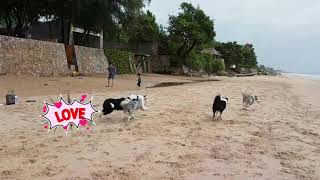 preview picture of video 'หมาต้อนแกะ ตะลุยทะเลเมืองไทย Bordercollies : X2 kuiburi resort'