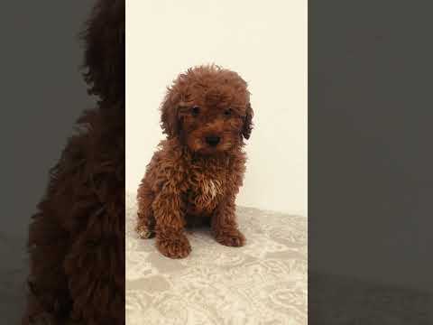 Miniature Poodle puppy for sale