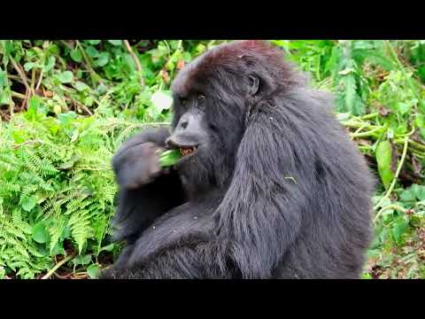 4K HDR Monkey Business   Life of Monkeys   Animal Documentary   Fun & Relaxing Music Video   No Talk