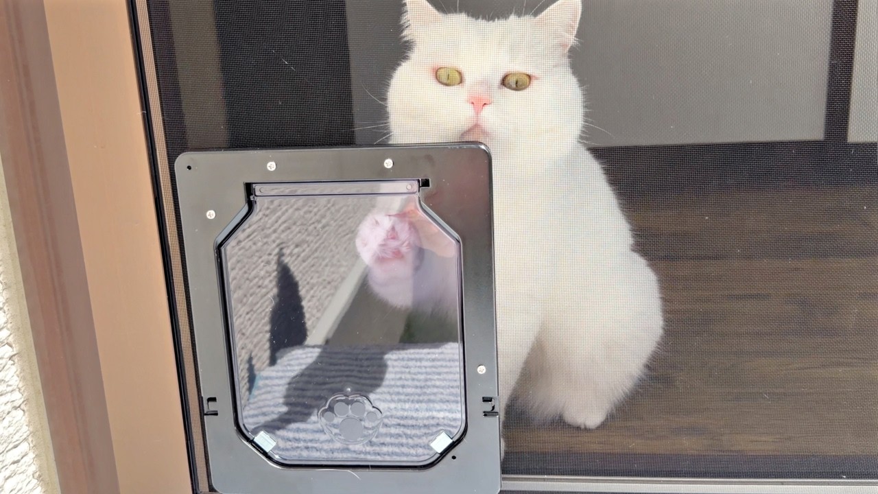 猫のために網戸にペットドアをDIYしてみたら…笑