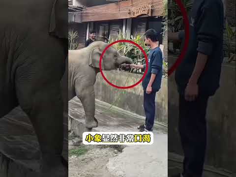 口渴的小象向路人讨水喝，象妈妈随后表达感谢