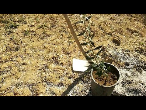 , title : 'Como plantar un olivo en el terreno'