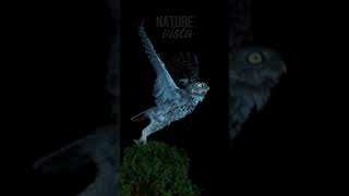 A Incrível Habilidade Silenciosa da Coruja! #documentário #natureza #vidaselvagem