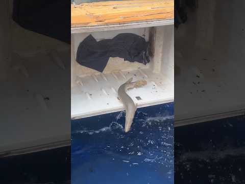 alligator gar 🔥🐊|#short #alligator #fish  #fishtank