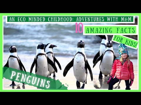 10 Amazing Facts About Penguins For Kids! | Nature Show For Kids