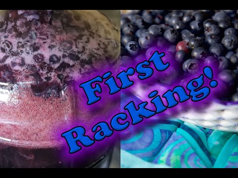 My Mead Diaries - Ep 5, Blueberry Mead First Racking!