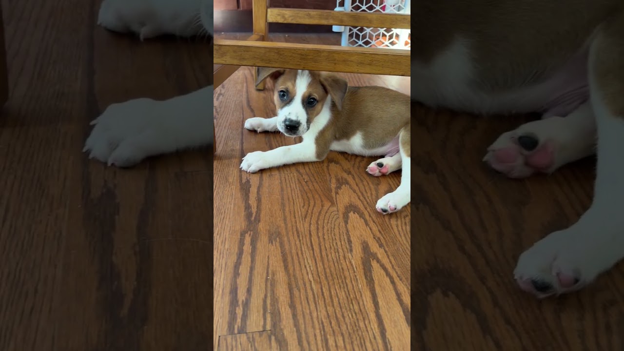 Bandit, a ADOPTABLE mixed breed in Fort Collins, CO video 5/6
