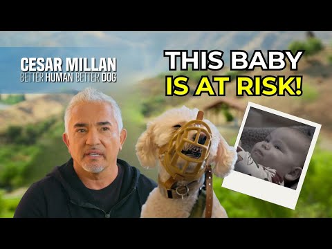 When Fear Creates a Biting Dog | Better Human Better Dog | S03E05
