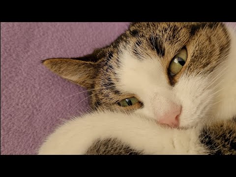 what fluffy sides the cat Misha has grown!