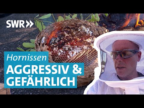 Asiatische Hornissen: Invasive Art ist aggressiver als heimische Hornissen