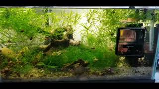 BREEDING and PROFITING from My L.A Ram Horn Snails #fishing #fish