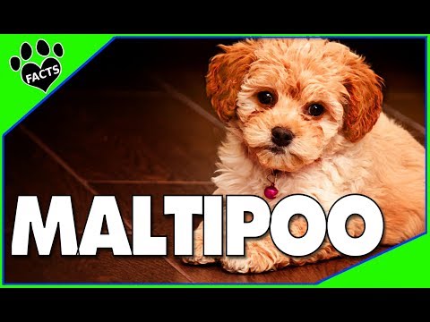 Maltipoo最可愛的設計師混血狗事實 馬爾濟斯貴賓犬混血狗101號 (Maltipoo Cutest Designer Dog Mix Facts Maltese Poodle Mix Dogs 101)