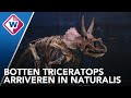 Naturalis ontvangt dinobotten in 'suprise-ei' - OMROEP WEST