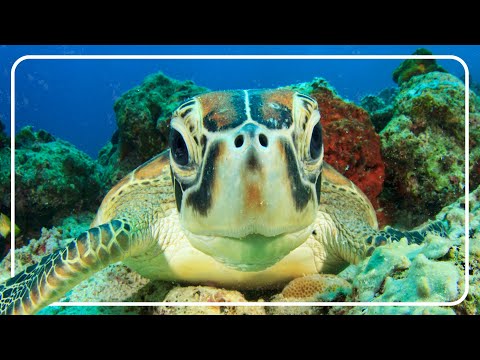 The Secret Life Of Sea Turtles | Preventing Extinction