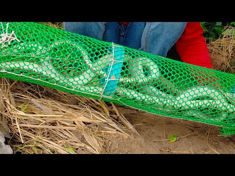 DIY Video Snake Trap/Animal Snake Trap