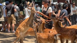 この奈良公園の動画は、🦌まさに絶景です。鹿と外国 人観光客が一緒に楽しんでいる様子が映し出され 🤗ています。この愛情あふれる動画を観れば、💞きっと 心が喜びで満たされるでしょう。🦌JAPAN
