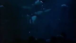 SIOUXSIE AND THE BANSHEES _ PAINTED BIRD (loss of voice live)