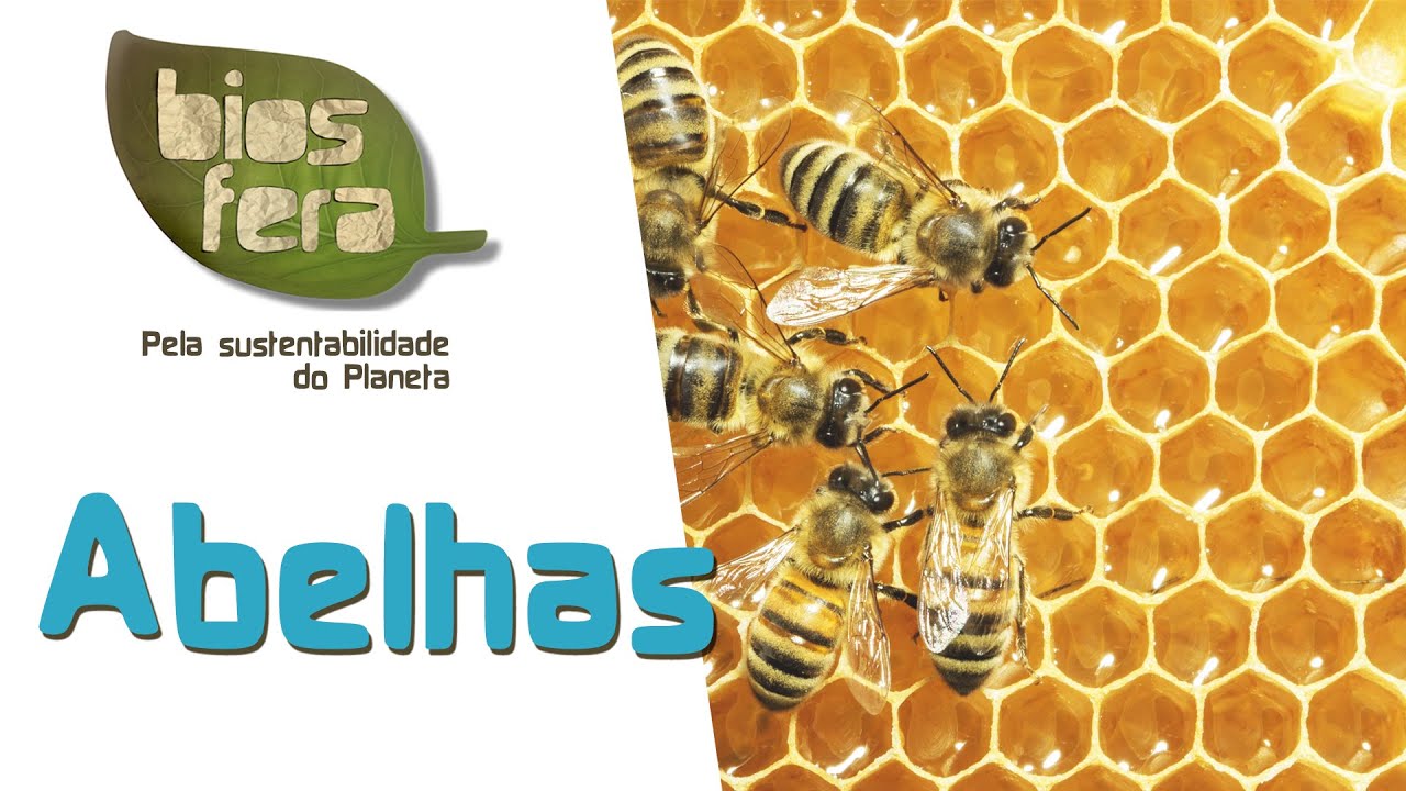 Abelhas e risco de extinção | Importância das abelhas para a Humanidade