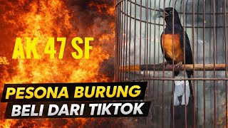 Download lagu PESONA BURUNG BELI DARI TIKTOK mp3