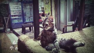 【猫】We are stray , right? / part1 amman Jordan🇯🇴【Cat】