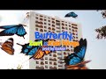 Zarri Ezzlaer Butterfly Ft Kidd Wings