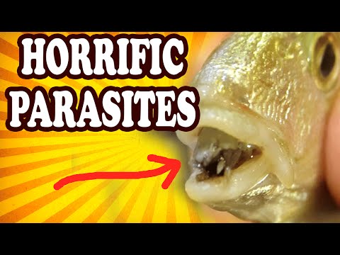 Top 10 Weird and Disturbing Parasites — TopTenzNet