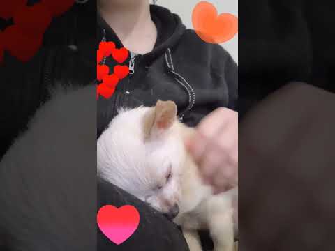 You know what day it is! Matty J’s Midweek Pick-Me-Up! #HmphDay #MidweekPickMeUp #chihuahuaoftheda...