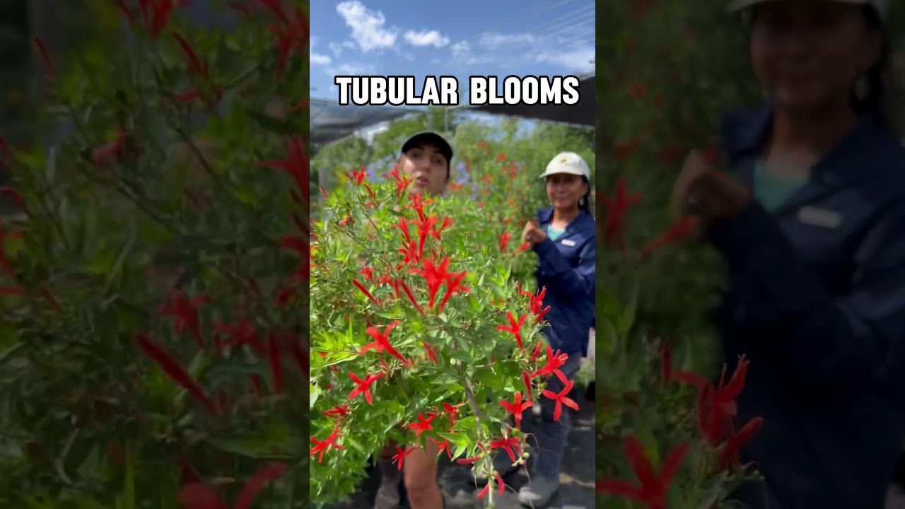 Flame Acanthus Care and Growing Tips