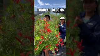 Flame Acanthus Care and Growing Tips