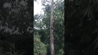 Download lagu a voice that no longer exists in big cities // suara yg sudah tak ada di kota besar #nature #bamboo mp3