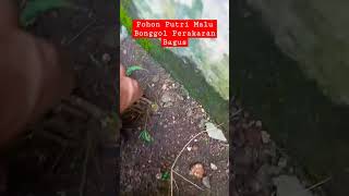 Download lagu #shorts Tanaman Liar Pohon Putri Malu Yang Bagus. #bahanbonsai mp3 Download lagu #shorts Tanaman Liar Pohon Putri Malu Yang Bagus. #bahanbonsai mp3