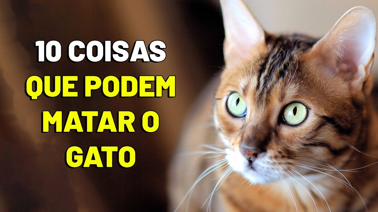 10 coisas que podem MATAR seu gato ou cachorro - Gatil Hauser