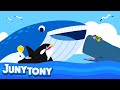 Whale Song for Kids | Learn Sea Animals | Blue whale, Sperm whale, Beluga Whale and Orca | Juny&Tony