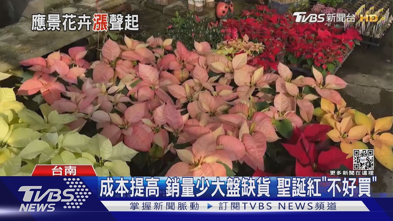 聖誕節還沒到「聖誕紅」先漲! 消費者:退卻了