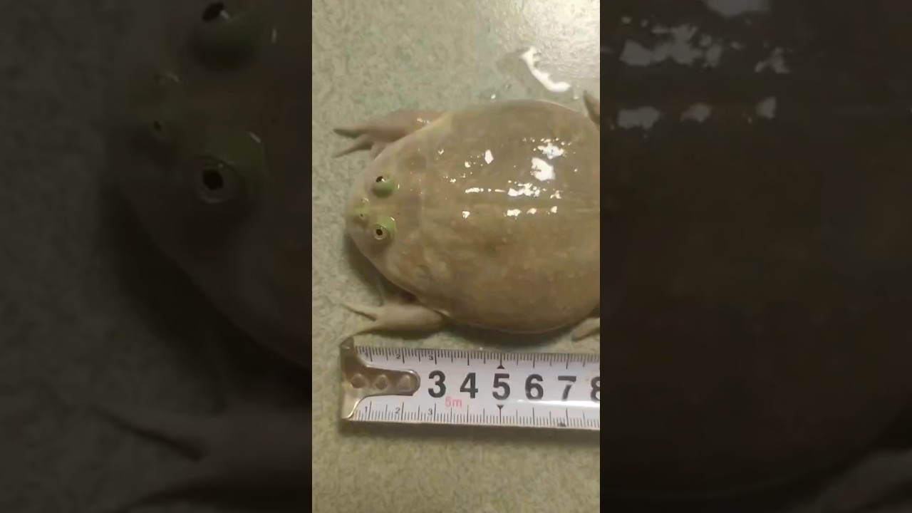 Clown frog eats mouse and thrives