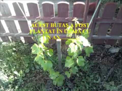 Vita-de-vie || Evolutie Butasi Plantati || Grilaje Sarma Contra Cateilor Care Rod