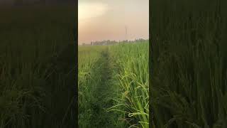 Download lagu STORY WA PAGI HARI | Cinematic Sawah | Cinematic Alam #shorts #shortsvideo #sawah mp3 Download lagu STORY WA PAGI HARI | Cinematic Sawah | Cinematic Alam #shorts #shortsvideo #sawah mp3