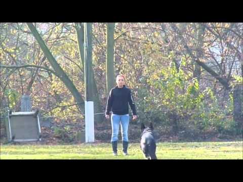 Ilias vom Beulskopf.SchH1 Abt:B 96