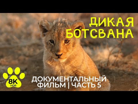 Дикая Ботсвана в 8K HDR - Эпизод 5 | Прайд Бакари - Документальный фильм о жизни животных