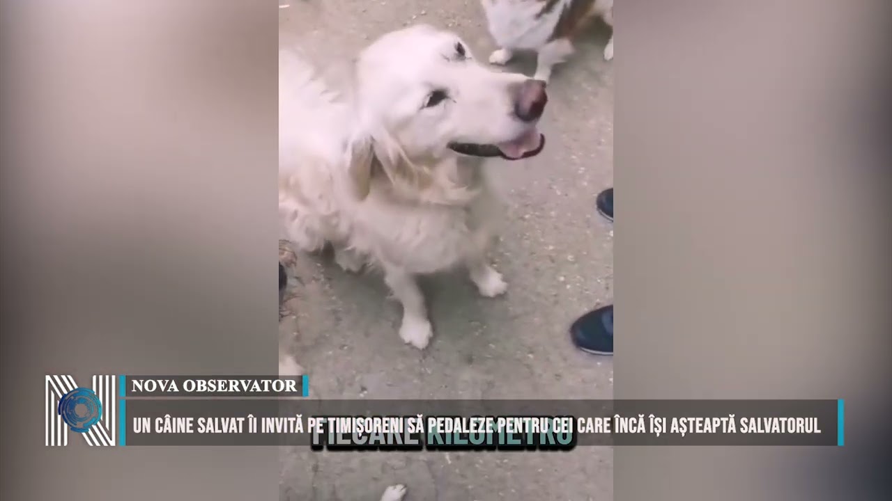 Un câine salvat îi invită pe timișoreni să pedaleze pentru cei care încă își așteaptă salvatorul