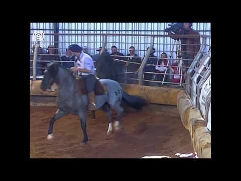 Chapecó – 4° lugar machos – Galo de Briga da Cabanha Santa Fé