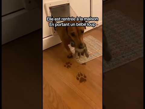 Elle est rentrée à la maison.. en portant un bébé loup #animaux #amour #maman #famille