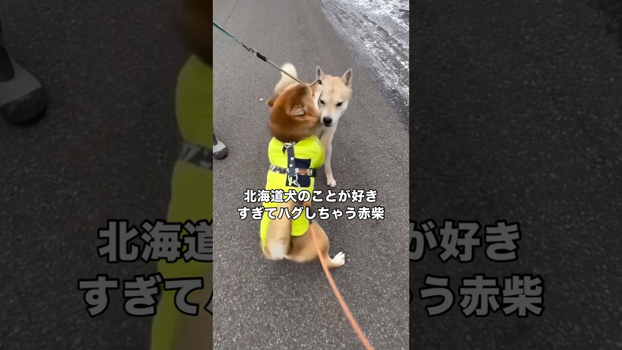 久しぶりに北海道犬に再会しあまりにも嬉しすぎてハグが止まらない柴犬 #北海道犬 #柴犬 #日本犬 #shorts