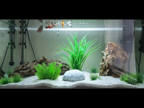 My Aquael Leddy 60 Fish Tank