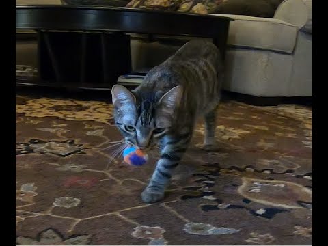How to train your cat to play fetch.