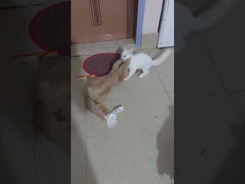#viral #viralvideo #cat #shorts #shortvideo #cat #animals