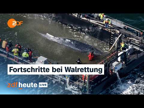 Live: Schafft es Buckelwal Timmy aus der Ostsee? | ZDFheute live