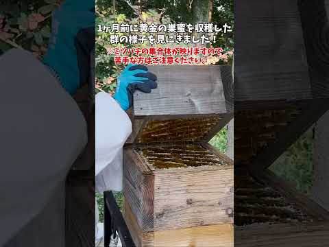 コマドリを巣箱に引き寄せる方法は？彼は秋と冬に何を食べますか？  庭園