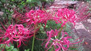 我が家の庭先の様子や、生き物の様子　2024年9月27日